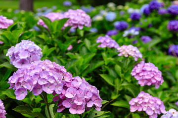 北海道伊達市、有珠善光寺の境内で咲く満開の西洋アジサイ【7月】