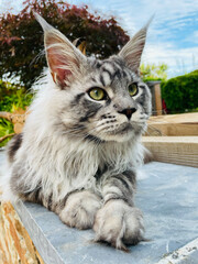 Chat maine coon gris à l'extérieur