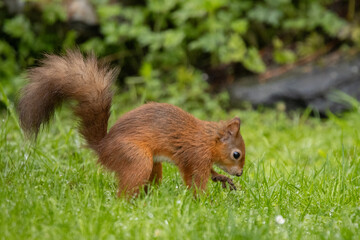 Naklejka na ściany i meble Red squirrel on the grass hiding nuts