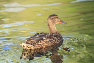 natur, wasser, spree, tier, vogel, ente,  weibchen, sommer