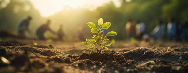 People planting trees in a field