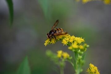 bee on yellow flower