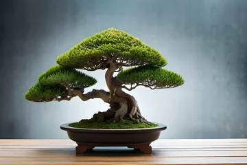 Fotobehang bonsai tree © Anmol