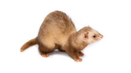 Fotobehang Ferret on a white background is insulated. Light color of the pet. Ermine, weasel, marten. © Vera