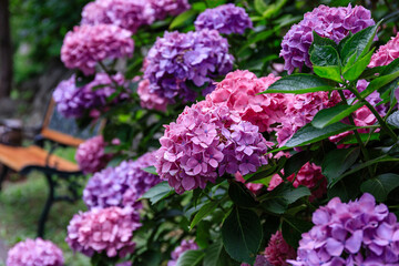 北海道伊達市、有珠善光寺境内のベンチの傍らで咲く満開の西洋アジサイ【7月】