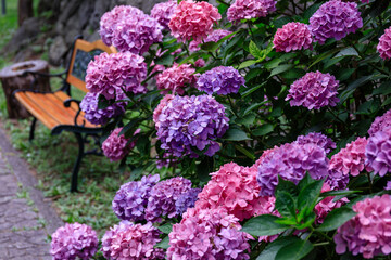 北海道伊達市、有珠善光寺境内のベンチの傍らで咲く満開の西洋アジサイ【7月】