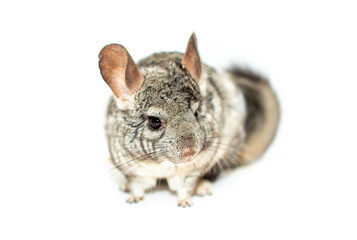 Chinchilla on a white background. Pet, exotic animal.