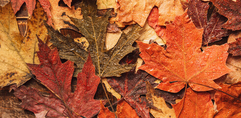 Background of autumn dry maple leaves.