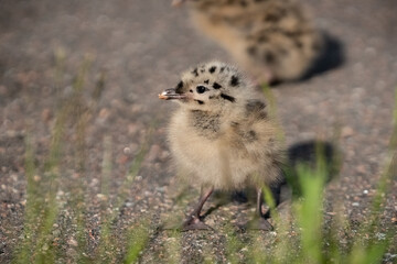 Two seagull chicks on asphalt
