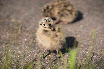 Two seagull chicks on asphalt