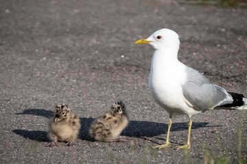 Seagull with two chicks