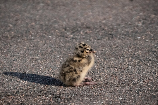 Seagull chick on asphalt