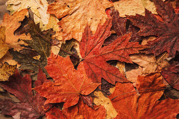 Background of autumn dry maple leaves close up.