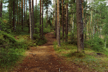trail in a beautidul summer forest. deciduous and pine trees