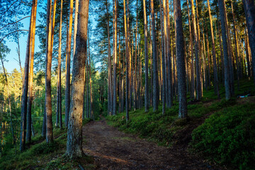 trail in a beautidul summer forest. deciduous and pine trees