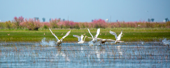 Flying swans in the blue sky. Waterfowl at the nesting site. A flock of swans walks on a blue lake.