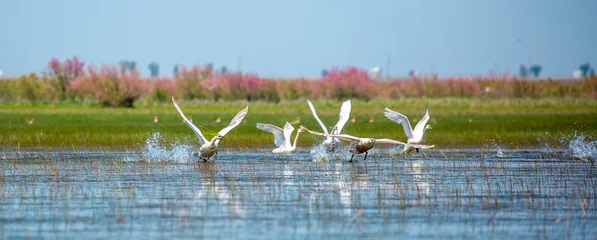 Fotobehang Flying swans in the blue sky. Waterfowl at the nesting site. A flock of swans walks on a blue lake. © Vera