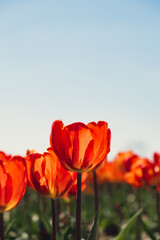 Tulip flowers blooming in the garden field landscape. Stripped tulips growing in flourish meadow...