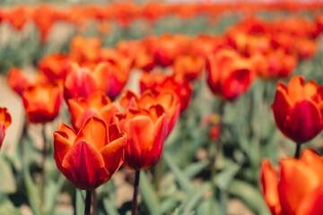 Tulip flowers blooming in the garden field landscape. Stripped tulips growing in flourish meadow sunny day Keukenhof. Beautiful spring garden with many red tulips outdoors. Blooming floral park in