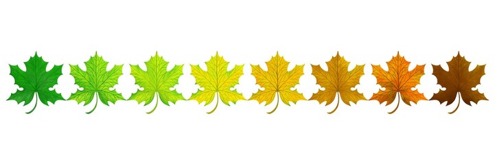 Season of the maple leafs.