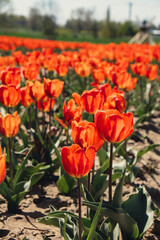 Tulip flowers blooming in the garden field landscape. Stripped tulips growing in flourish meadow sunny day Keukenhof. Beautiful spring garden with many red tulips outdoors. Blooming floral park in