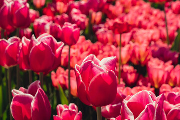 Pink Tulip flowers blooming in the garden field landscape. Beautiful spring garden with many red tulips outdoors. Blooming floral park in sunrise light. Stripped tulips growing in flourish meadow