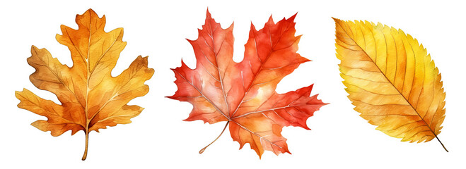 Set of artistic watercolor style autumn leaves isolated on white background. Fall nature elements.
