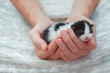 Newborn kitten in male hands, closeup. A new life