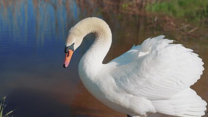 swan on the pond. wild white big swan a on the shore near the river. nature wild birds concept. beautiful white swan close-up lifestyle in nature on the pond