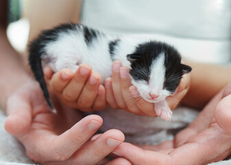 Kitten sleeping in family hands. Pet owner and his pet. Black and white baby cat relaxing. Love animal