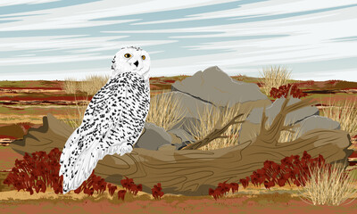 A polar owl sits on the trunk of a fallen tree. Arctic in summer. Realistic vector landscape