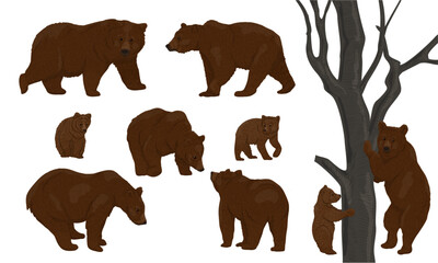 Set of realistic brown bears Ursus arctos in different poses. Brown bears and their cubs walk, sit and climb trees. Realistic vector animal