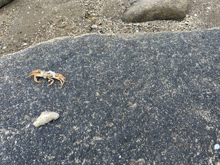 crab on the beach