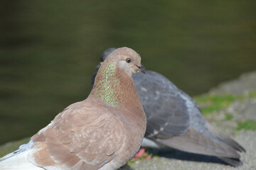 pigeons near a lagoon in southern Chile