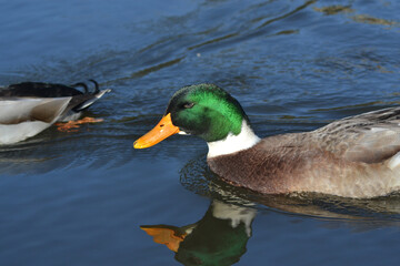wild ducks in a lagoon in southern Chile