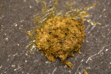 Poop of a horse on the asphalt. 