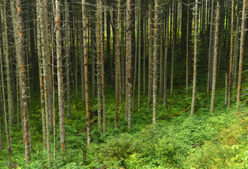 Obraz premium Forest landscape. Pine trees in the mountain forest