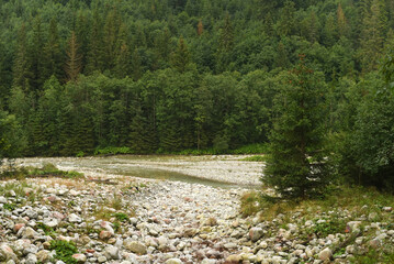 Obraz na płótnie Canvas A mountain river surrounded by pine trees