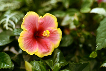 Red tropical flower close-up. Decorative flowers