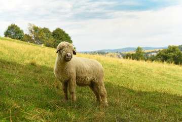 Naklejka premium Wild sheep in the mountains