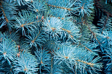 Naklejka na ściany i meble Branches of blue fir tree. Background