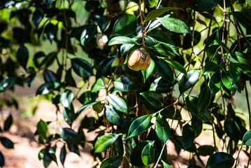 Walking as pilgrim a part of the 