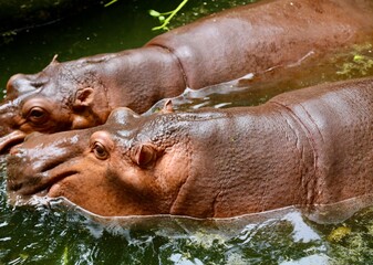 hippopotamus in water, 二匹のカバ