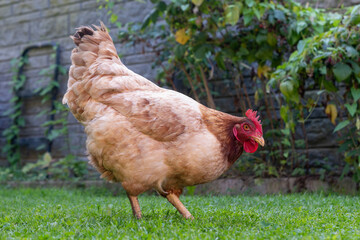 chicken in the farm