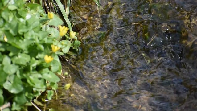 Stream flowing vigorously with the edges filled with grasses and yellow flowers at springtime