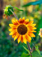 Sonnenblumenfeld im Spätsommer