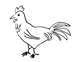 Simple vector drawing in doodle style. Rooster isolated on white background. Farm birds, poultry. Sketch in ink.