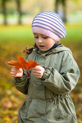 little girl collecting colorful autumn leaves in park. child and maple leaf fall. kid with foliage in forest. vertical