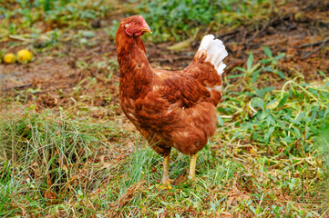 Chicken on a fruit garden