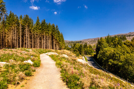 Sp&auml;tsommerwanderung durch den Nationalpark Harz rund um Schierke - Sachsen-Anhalt - Deutschland